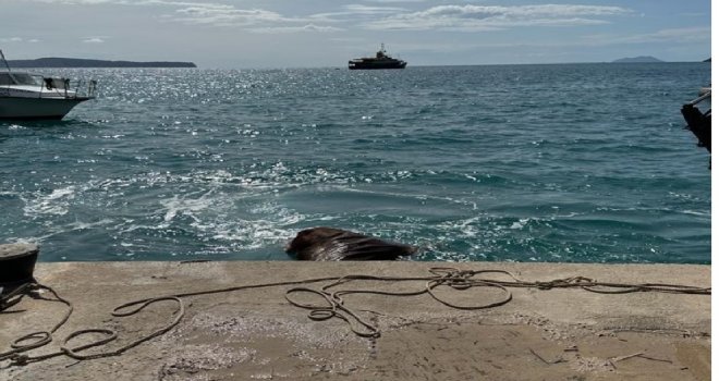 Drugi slučaj danas: Olujno more na poznatu plažu na otoku Visu izbacilo još jednu kravu