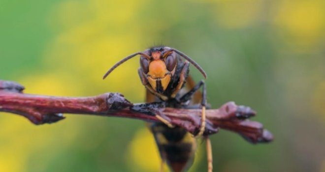 Opasan azijski predator širi se Evropom, poznat po proždrljivosti... Stručnjaci pozivaju na hitnu reakciju