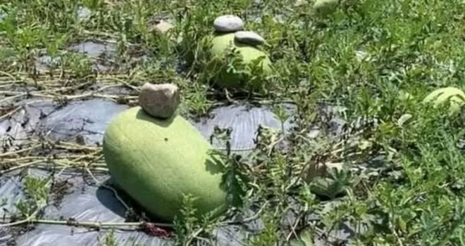 Sve više ljudi stavlja kamen na lubenicu: Genijalan i vrlo praktičan trik