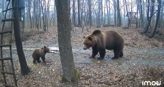 Lovačke kamere zabilježile neobične prizore na bh. planini