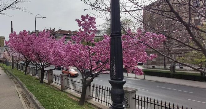 Svake godine, neposredno pred buđenje proljeća, iz Japana u Sarajevo dolazi gospodin Kenji: Znate li razlog?