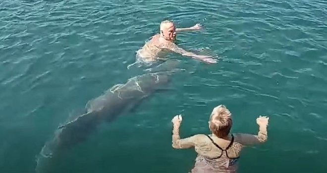 Nesvakidašnja scena u Dalmaciji: Delfin se družio i plivao sa kupačima